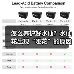怎么养护好水仙？水仙花出现“哑花”的原因是什么？(图4)