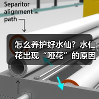 怎么养护好水仙？水仙花出现“哑花”的原因是什么？(图1)