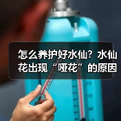 怎么养护好水仙？水仙花出现“哑花”的原因是什么？(图2)
