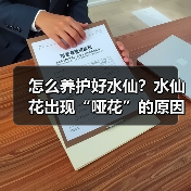 怎么养护好水仙？水仙花出现“哑花”的原因是什么？(图3)