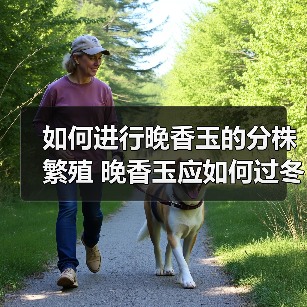 如何进行晚香玉的分株繁殖 晚香玉应如何过冬(图1)