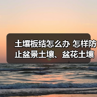 土壤板结怎么办 怎样防止盆景土壤、盆花土壤板结？(图3)