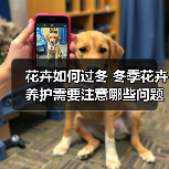 花卉如何过冬 冬季花卉养护需要注意哪些问题(图4)