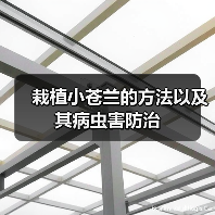栽植小苍兰的方法以及其病虫害防治(图1)