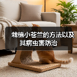 栽植小苍兰的方法以及其病虫害防治(图2)