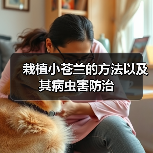 栽植小苍兰的方法以及其病虫害防治(图4)