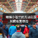 栽植小苍兰的方法以及其病虫害防治(图3)