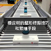 橡皮树的整形修剪技巧和繁殖手段(图1)