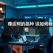 橡皮树的品种 该如何栽植(图2)