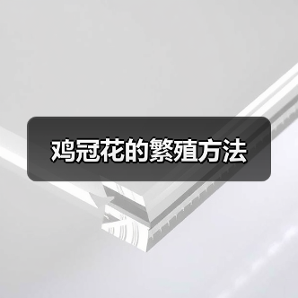 鸡冠花的繁殖方法(图3)