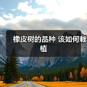 橡皮树的品种 该如何栽植(图3)