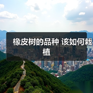 橡皮树的品种 该如何栽植(图1)