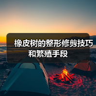 橡皮树的整形修剪技巧和繁殖手段(图4)