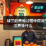 球兰的养殖过程中应该注意些什么(图2)