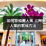 如何繁殖美人蕉 三种美人蕉的繁殖方法(图3)