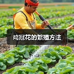 鸡冠花的繁殖方法(图2)
