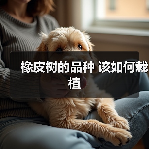橡皮树的品种 该如何栽植(图4)