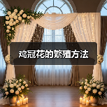 鸡冠花的繁殖方法(图1)