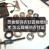 赏食型羽衣甘蓝栽培技术 怎么栽植羽衣甘蓝(图2)