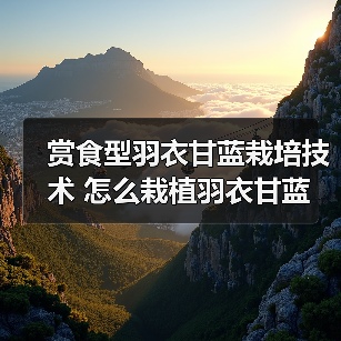 赏食型羽衣甘蓝栽培技术 怎么栽植羽衣甘蓝(图3)