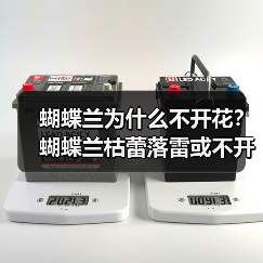 蝴蝶兰为什么不开花？蝴蝶兰枯蕾落雷或不开花的原因是什么？(图2)