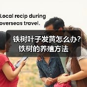铁树叶子发黄怎么办？铁树的养殖方法(图2)
