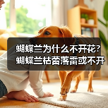 蝴蝶兰为什么不开花？蝴蝶兰枯蕾落雷或不开花的原因是什么？(图1)
