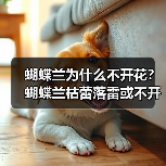 蝴蝶兰为什么不开花？蝴蝶兰枯蕾落雷或不开花的原因是什么？(图4)