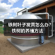 铁树叶子发黄怎么办？铁树的养殖方法(图1)