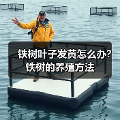 铁树叶子发黄怎么办？铁树的养殖方法(图4)
