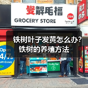 铁树叶子发黄怎么办？铁树的养殖方法(图3)