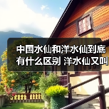 中国水仙和洋水仙到底有什么区别 洋水仙又叫什么(图3)