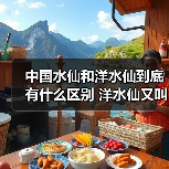 中国水仙和洋水仙到底有什么区别 洋水仙又叫什么(图4)