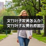 文竹叶子发黄怎么办？文竹叶子发黄的原因及解决方法(图1)