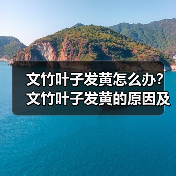 文竹叶子发黄怎么办？文竹叶子发黄的原因及解决方法(图4)