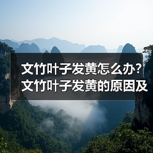 文竹叶子发黄怎么办？文竹叶子发黄的原因及解决方法(图3)