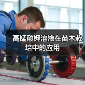 高锰酸钾溶液在苗木栽培中的应用(图1)