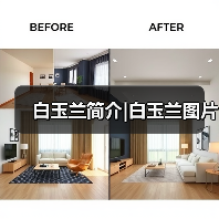 白玉兰简介|白玉兰图片(图1) 白玉兰简介|白玉兰图片(图1)
