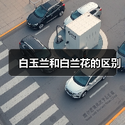 白玉兰和白兰花的区别(图1)