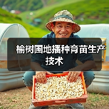 榆树圃地播种育苗生产技术(图4) 榆树圃地播种育苗生产技术(图4)