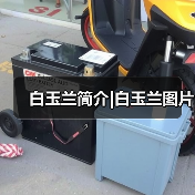白玉兰简介|白玉兰图片(图2) 白玉兰简介|白玉兰图片(图2)