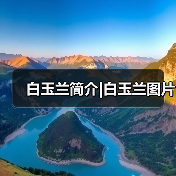 白玉兰简介|白玉兰图片(图4) 白玉兰简介|白玉兰图片(图4)