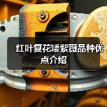 红叶复花矮紫薇品种优点介绍(图1)
