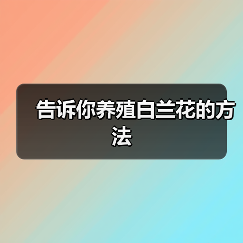 告诉你养殖白兰花的方法(图3) 告诉你养殖白兰花的方法(图3)