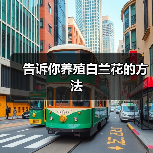 告诉你养殖白兰花的方法(图4) 告诉你养殖白兰花的方法(图4)