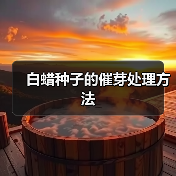 白蜡种子的催芽处理方法(图4) 白蜡种子的催芽处理方法(图4)