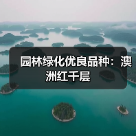 园林绿化优良品种:澳洲红千层(图1) 园林绿化优良品种:澳洲红千层(图1)