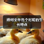 杨树全年各个时期的生长特点(图1)