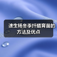 速生杨冬季扦插育苗的方法及优点(图1)