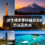 速生杨冬季扦插育苗的方法及优点(图2)